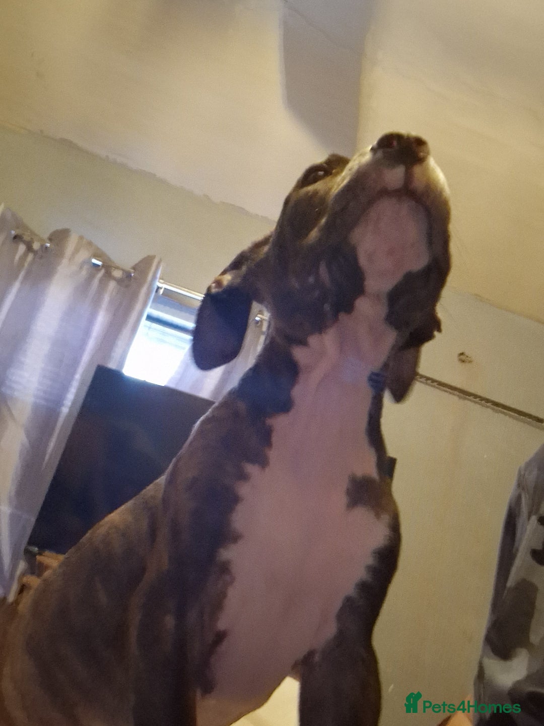 Mixed Breed dogs for sale: Presa/American Johnson bulldog - Image 27