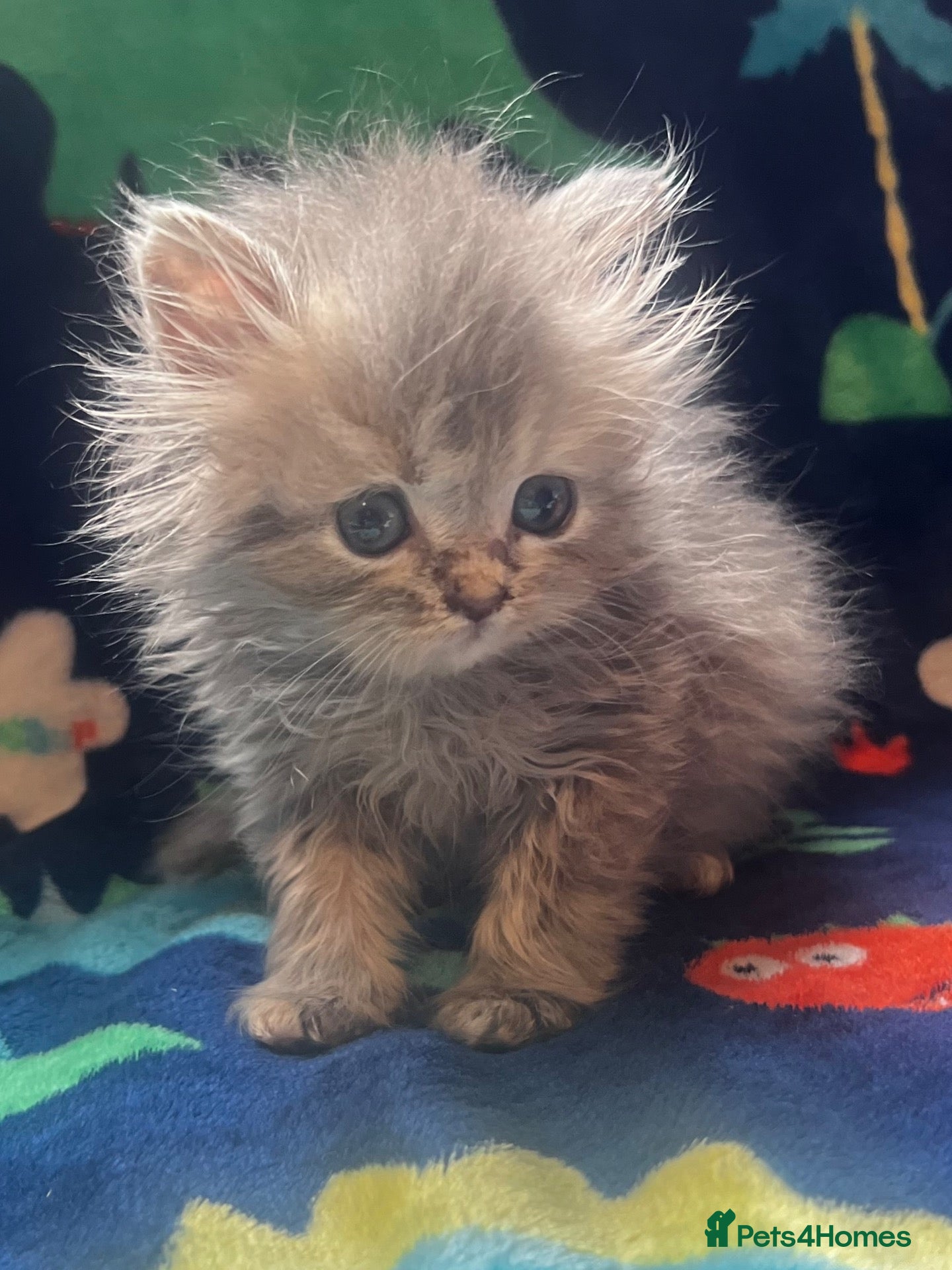 Persian cats  PERSIANS 🌸🌷💐🌹🌼BLUE EYES - Advert 1