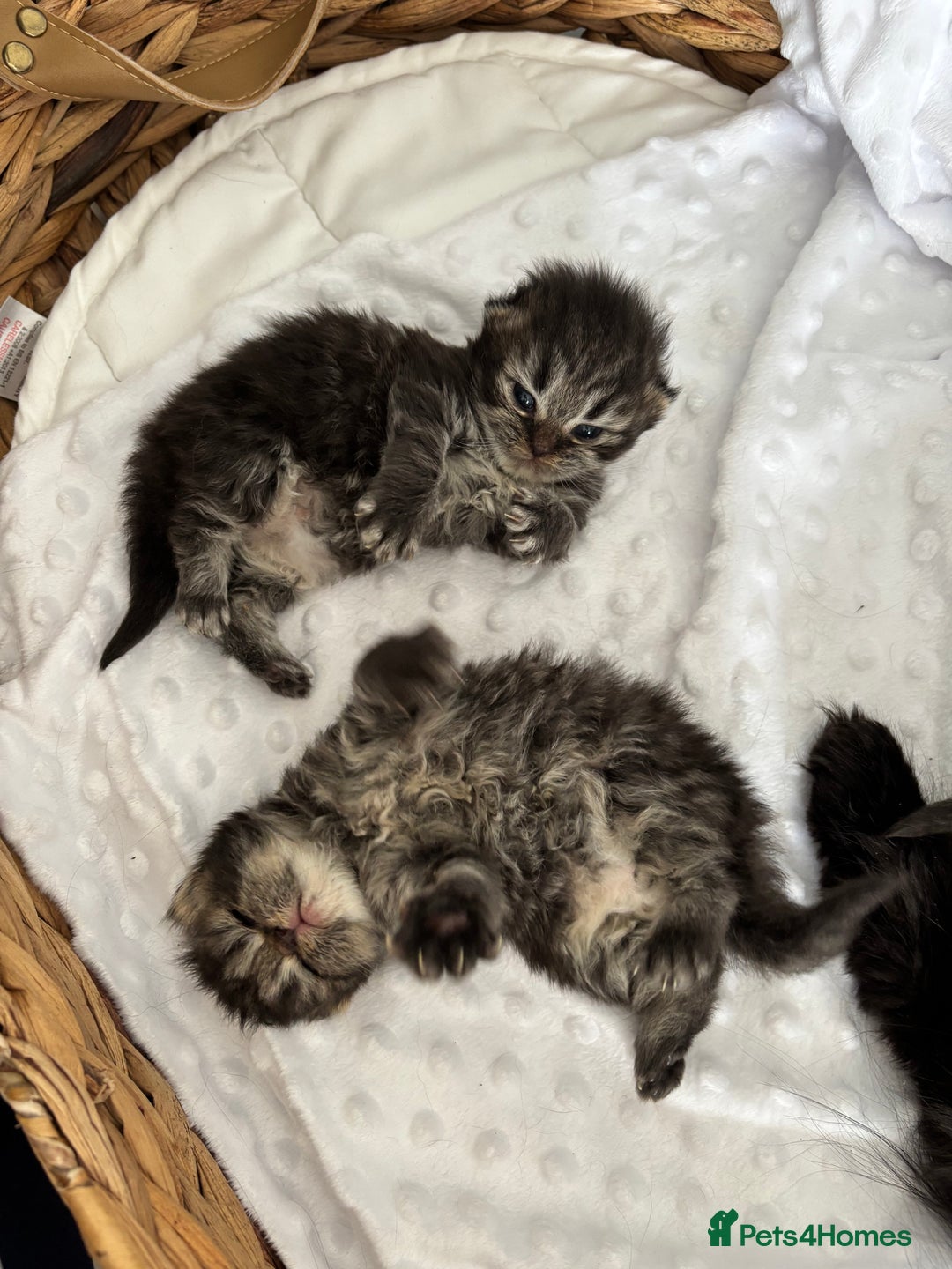 Mixed Breed cats for sale: Beautiful Persian Chinchilla cross kittens  - Image 2