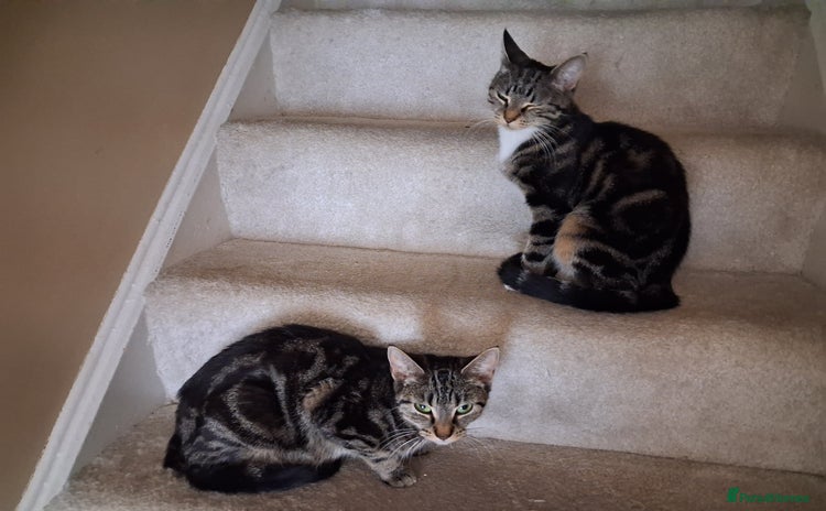 Mixed Breed cats - Advert 1