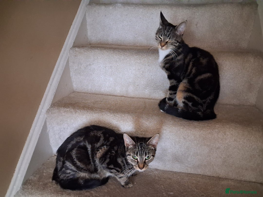 Mixed Breed cats for sale: 2 female cats  - Image 1