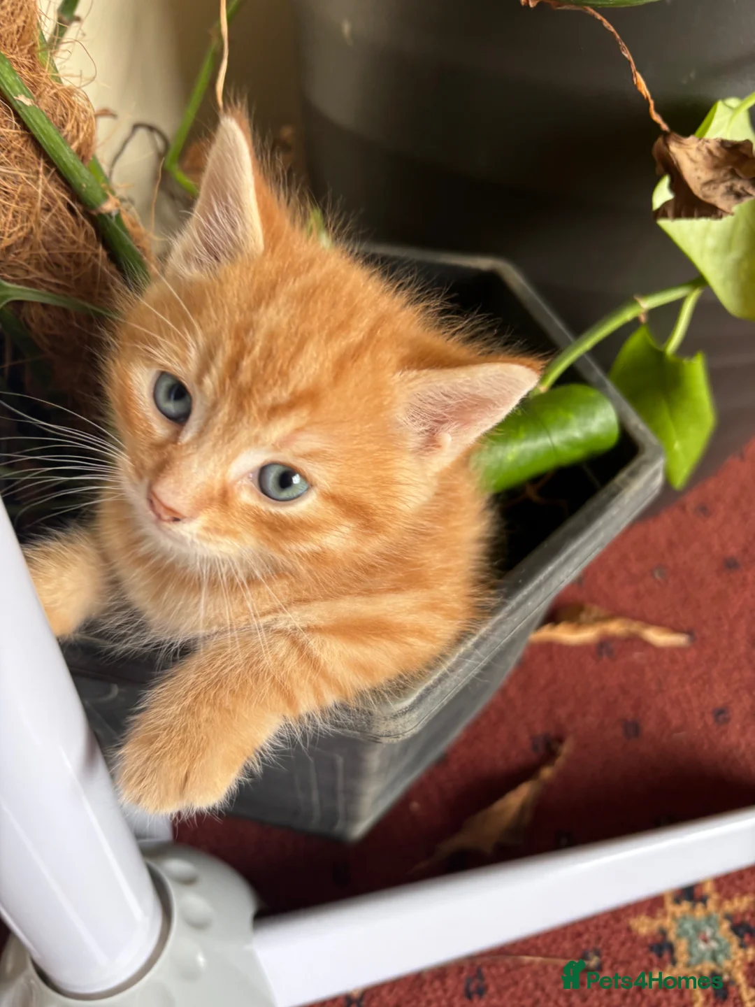 Mixed Breed cats for sale: Fluffy chunky kittens  - Advert 28