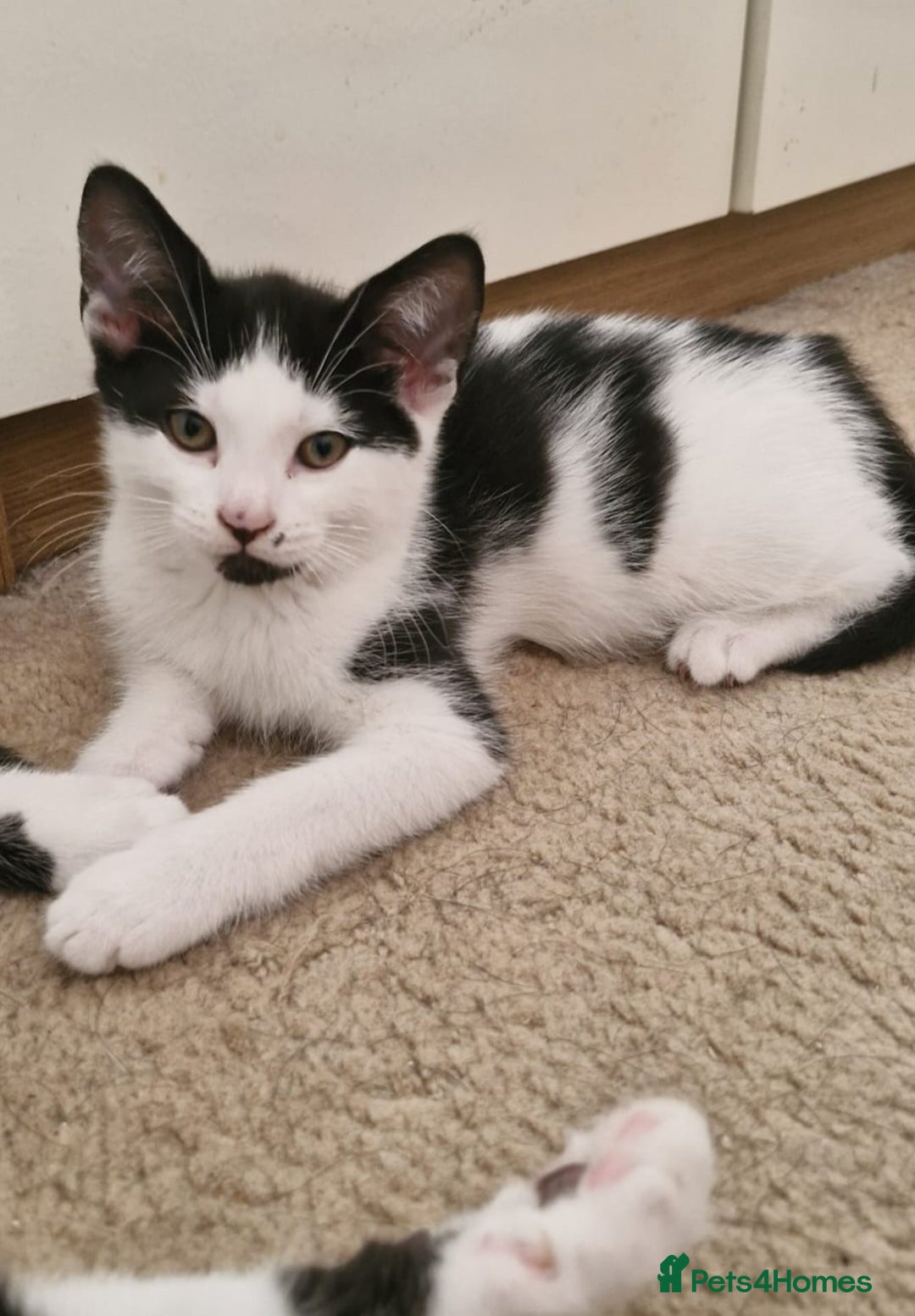 Mixed Breed cats for sale: 4 Beautiful Kittens - Image 16