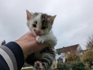 Mixed Breed cats 4 Tabby x Kittens - Advert 5