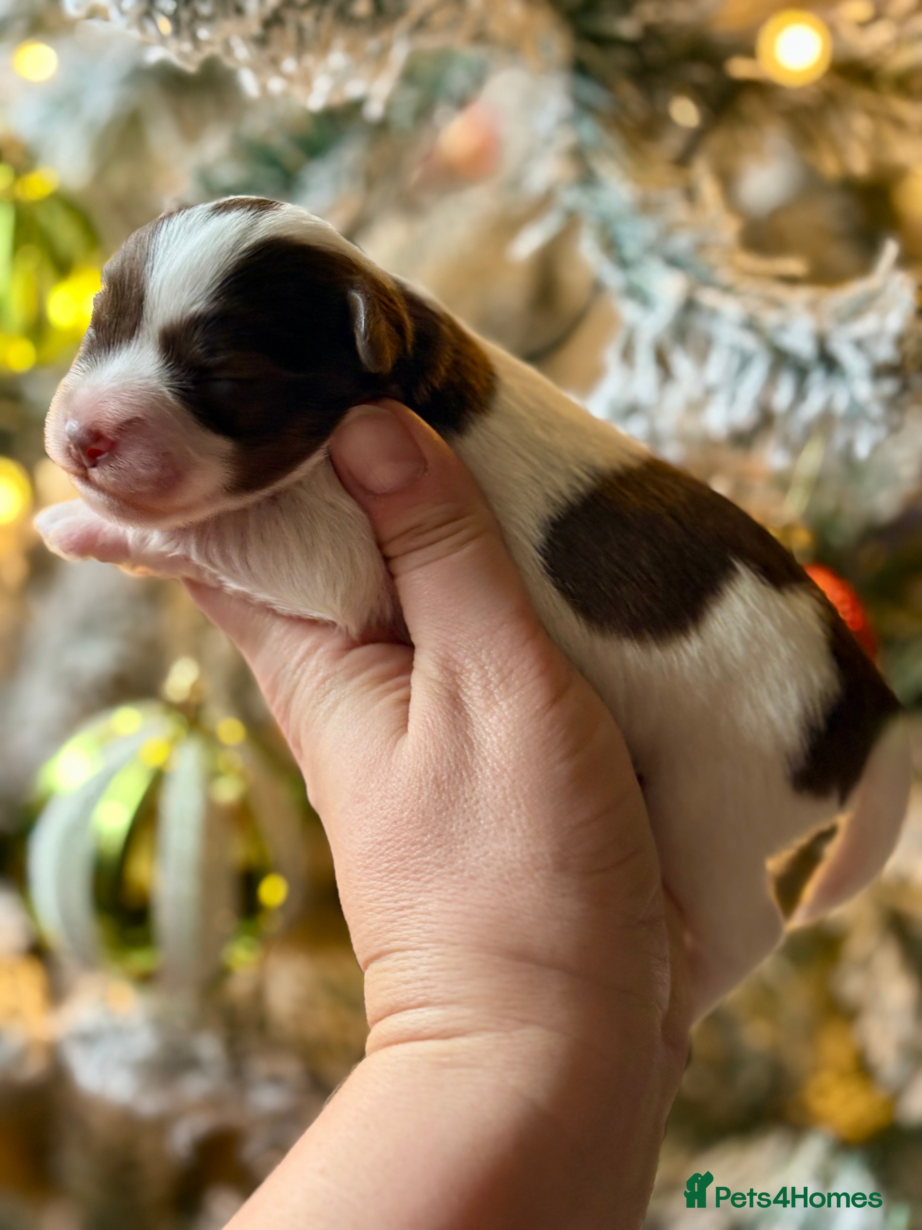 Miniature Schnauzer dogs KC BVA H/T Chocolate Parti, Wheaten Mini Schnauzer - Advert 2