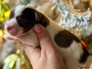 Miniature Schnauzer dogs KC BVA H/T Chocolate Parti, Wheaten Mini Schnauzer - Advert 2