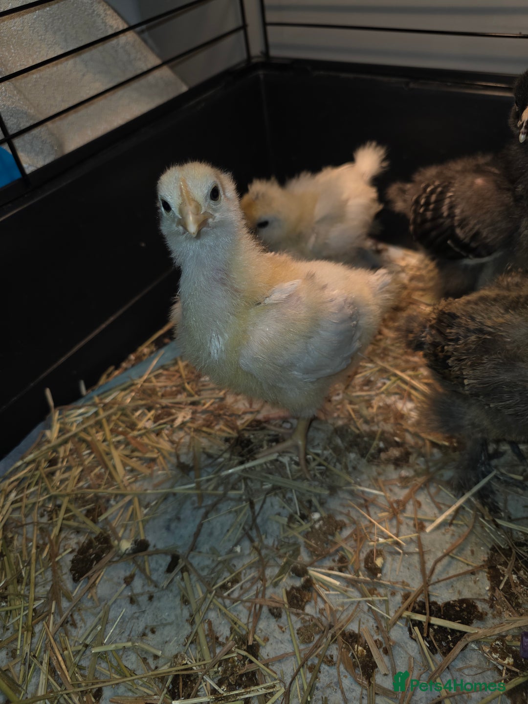 Chickens poultry for sale: 5 chicken  - Advert 4