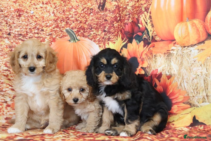 Cavapoo dogs - Advert 1