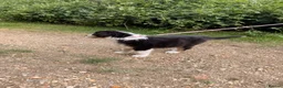 Australian Shepherd dogs for sale: The last beautiful female Australian Shepherd in Poole - Advert 27