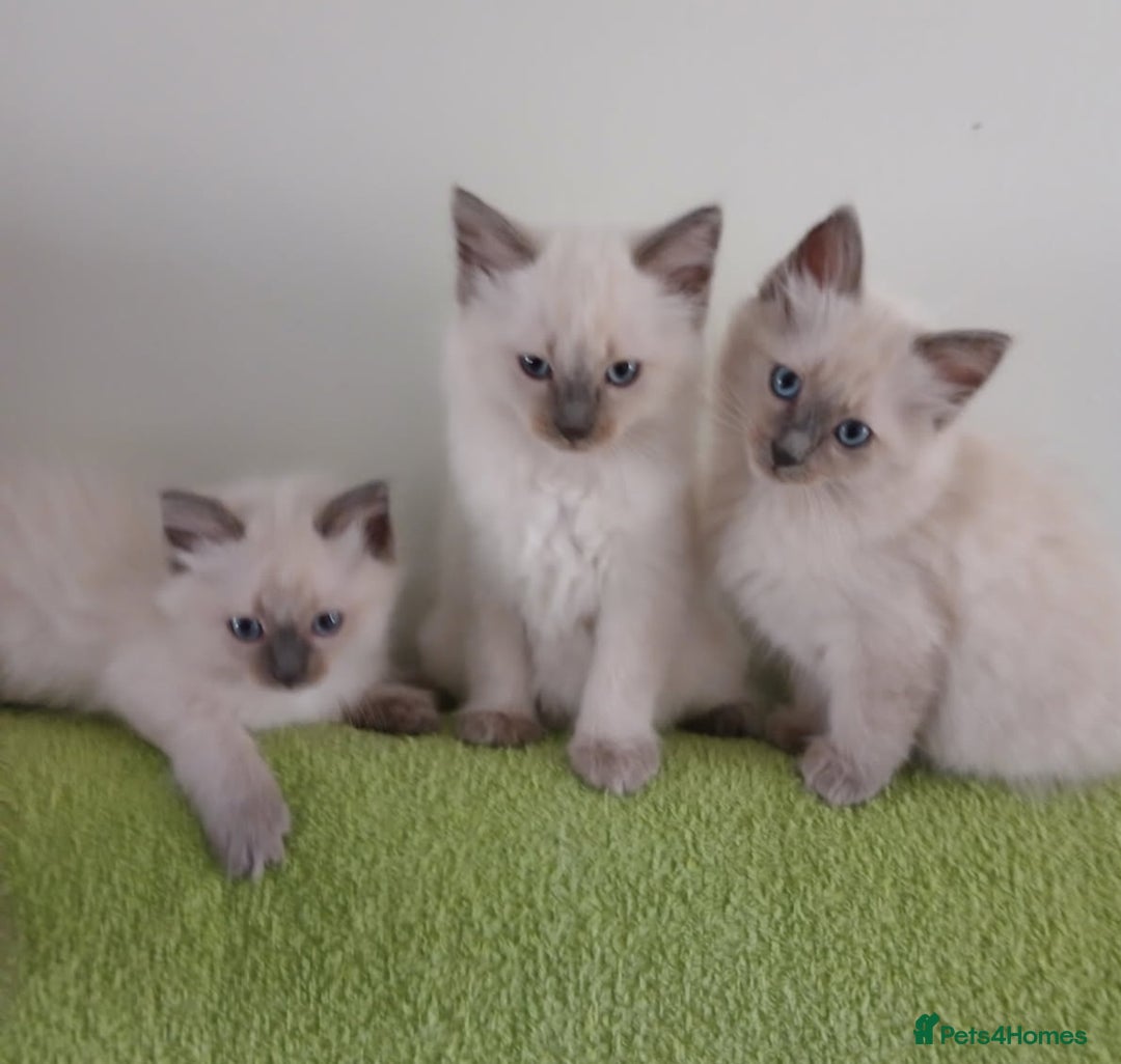 Ragdoll cats for sale: 🐾 Meet our Adorable blue eye ragdoll Crew! 🐾 - Image 3
