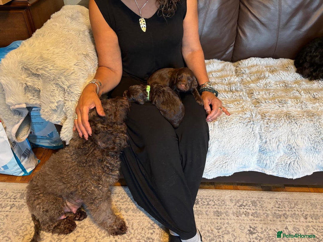 Cockapoo dogs for sale: Adorable F2b Cockapoo Puppies – Ready to Reserve  - Image 18