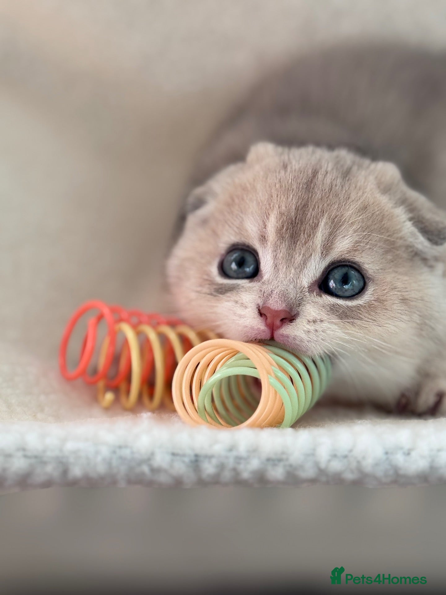 Scottish Fold cats Exceptional Blue Golden Scottish Fold & Straight🐱 - Advert 2