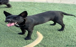 Mixed Breed dogs for adoption: Loving Beatrix looking For LOVE - Image 4