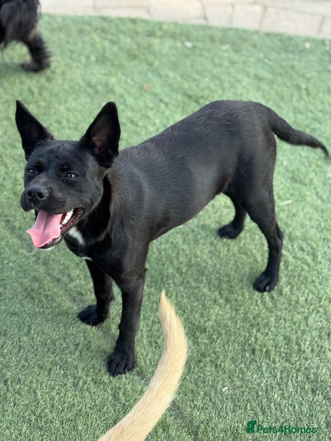 Mixed Breed dogs for adoption: Loving Beatrix looking For LOVE - Image 4