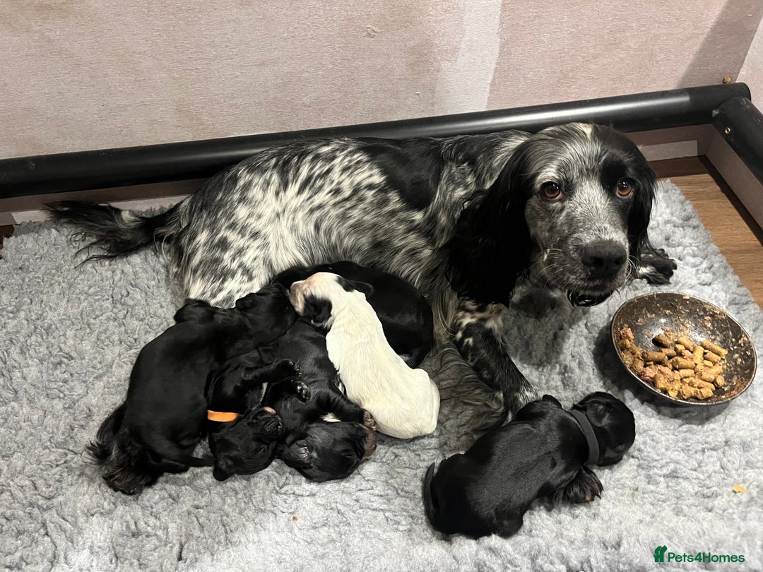 Cocker Spaniel dogs for sale: Beautiful Working Cocker Spaniel Puppies for Sale - Image 1