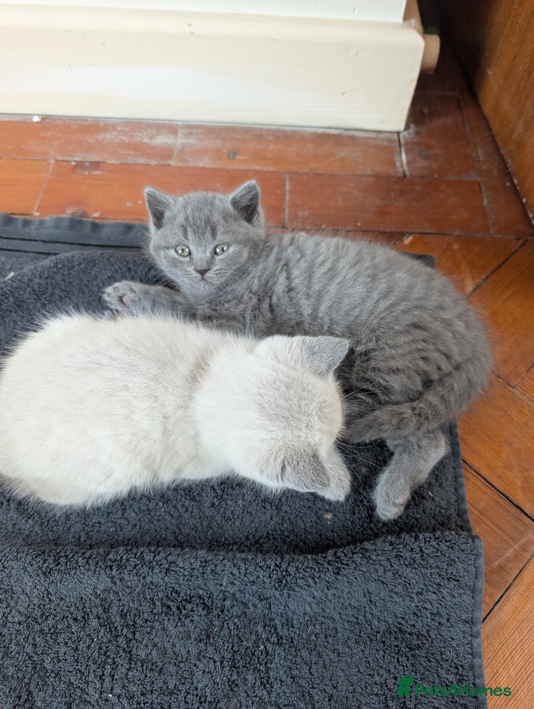 British Shorthair cats for sale: Two remaining British blue shorthair kittens  - Image 14