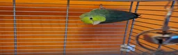 Parrots birds for sale: Pair of parrotlets - Advert 3
