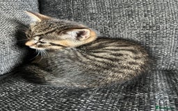 Domestic Shorthair cats for sale: 1 Gorgeous baby male Tiger left  - Image 7