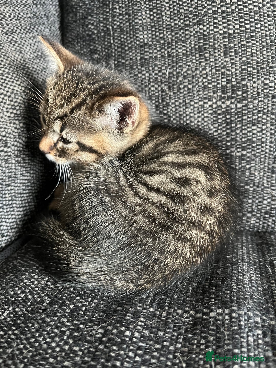 Domestic Shorthair cats for sale: 1 Gorgeous baby male Tiger left  - Image 7