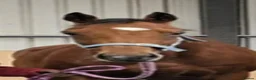 Irish Thoroughbred horses for sale: 15.2hh lovely sensible all rounder - Advert 2