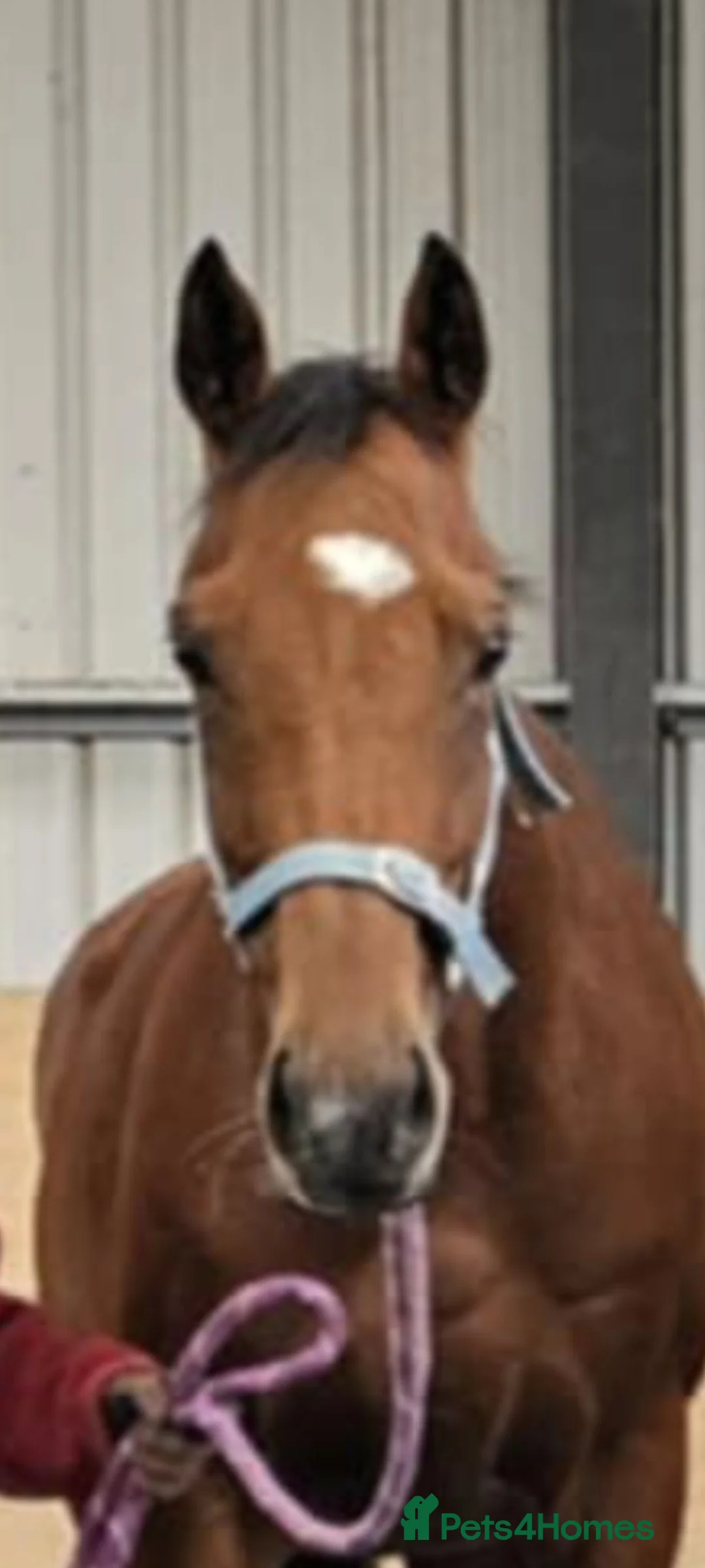Irish Thoroughbred horses for sale: 15.2hh lovely sensible all rounder - Advert 2