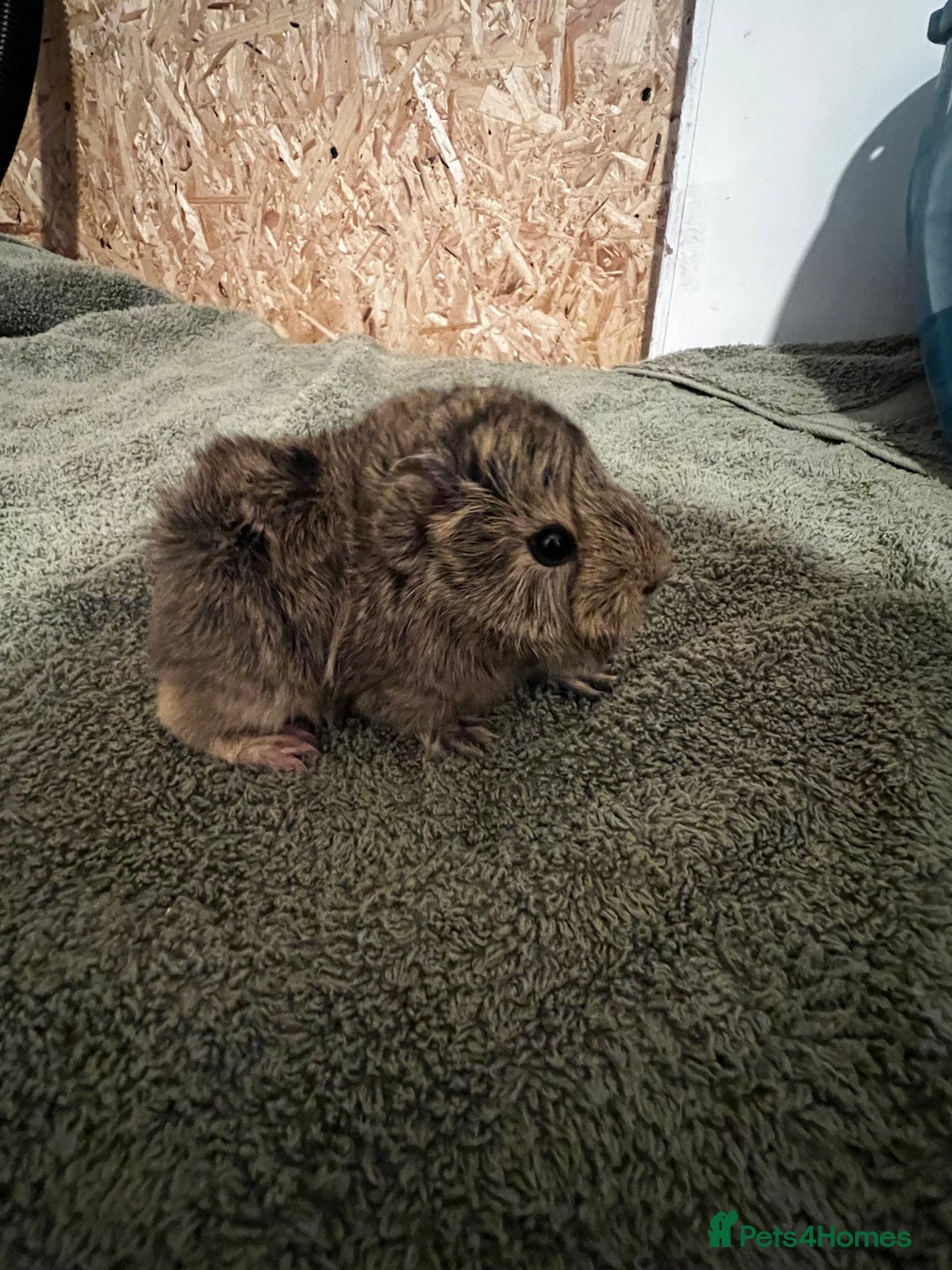 Guinea Pig rodents for sale: baby guinea pig - Advert 12