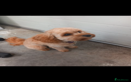 Cavapoo dogs for sale: Gorgeous Rare-Colouring Cavapoo Puppies - Image 14