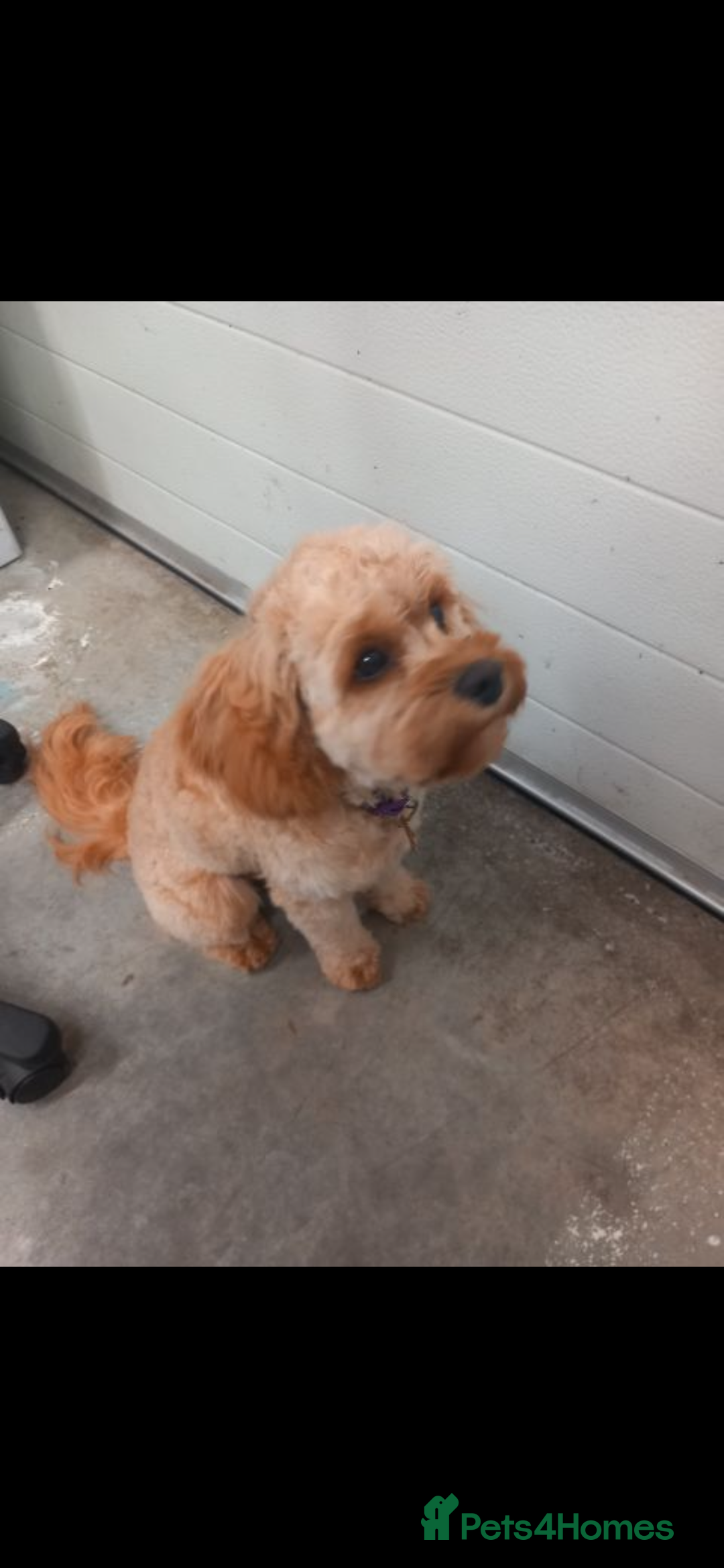 Cavapoo dogs for sale: Gorgeous Rare-Colouring Cavapoo Puppies - Image 14