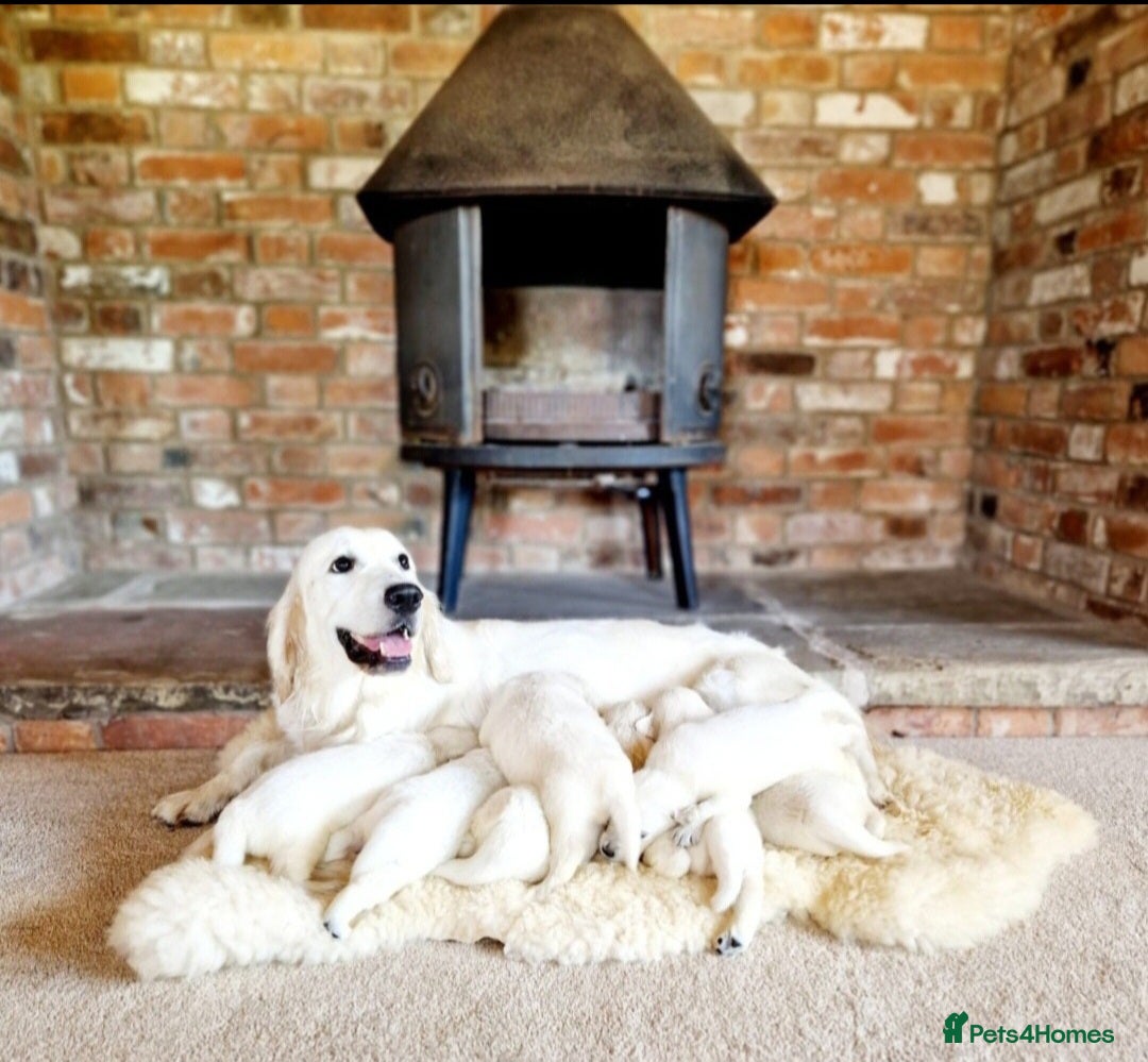 Golden Retriever dogs for sale: Newmiller Retrievers Upcoming Litter Announcement - Advert 1