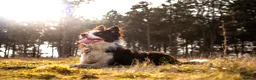 Border Collie dogs for stud: Chase border collie for stud PROVEN/HEALTH TESTED - Advert 4