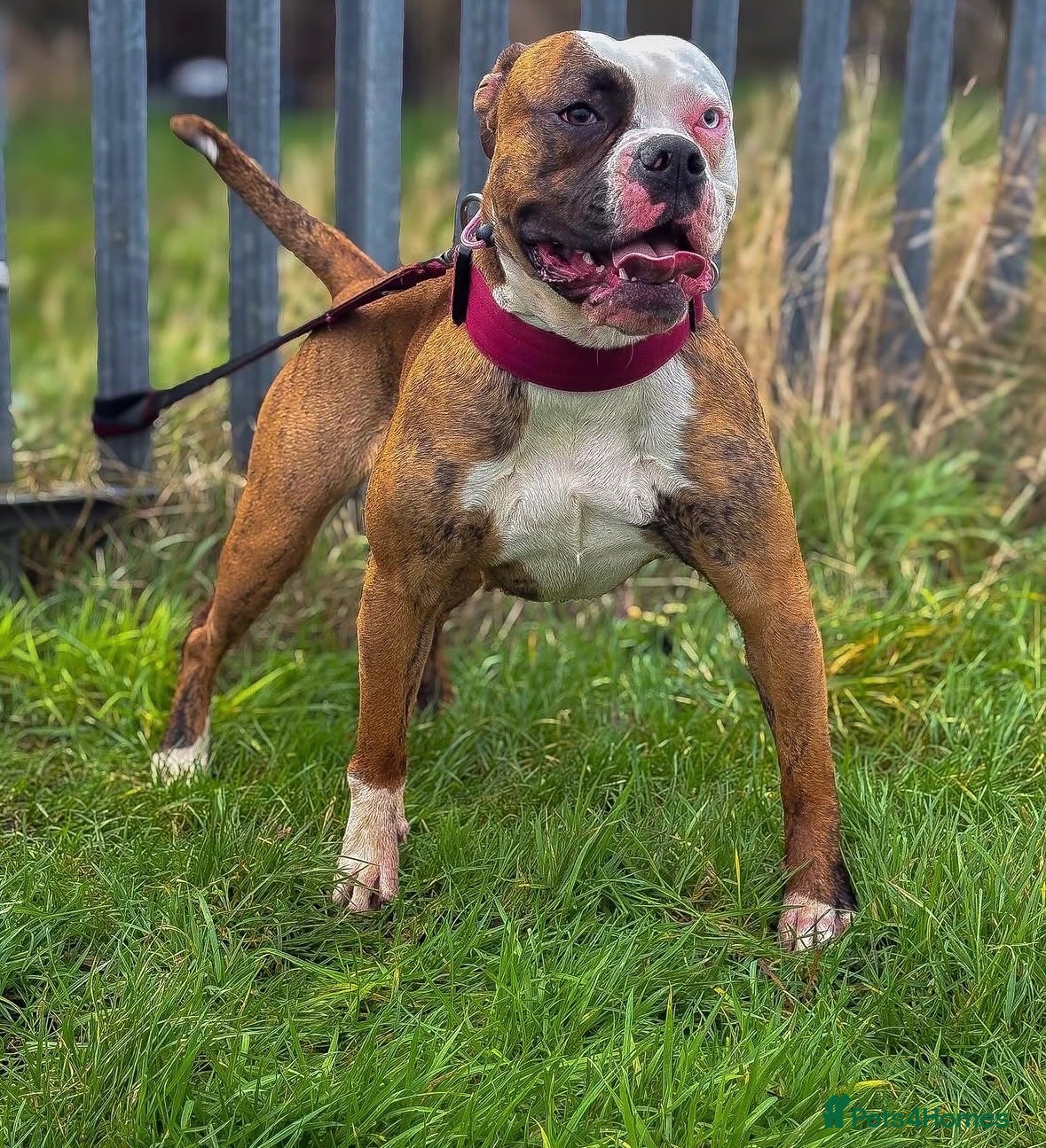 Mixed Breed dogs American bulldog x staffy  - Advert 17