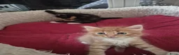 Norwegian Forest Cat cats for sale: Gorgeous norwegian forest kittens - Advert 15
