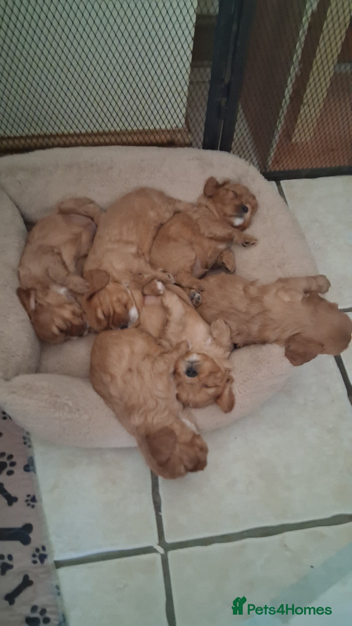 Cavalier King Charles Spaniel dogs for sale: Ruby Cavalier King Charles Spaniel puppies £1,800 - Advert 3