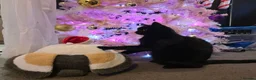 Mixed Breed cats for sale: Calm & Peaceful Male Adult Cat Needs New Home - Advert 7