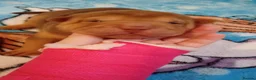 Shar Pei dogs for sale: Shar pei pups  in Manchester - Advert 9