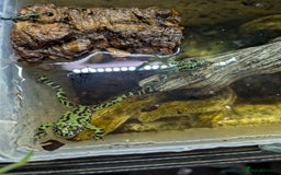 Toad reptiles for sale: 6 Fire Bellied Toads  - Image 1