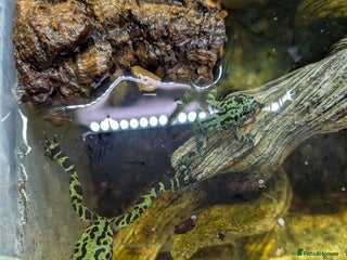 Toad reptiles - Advert 14