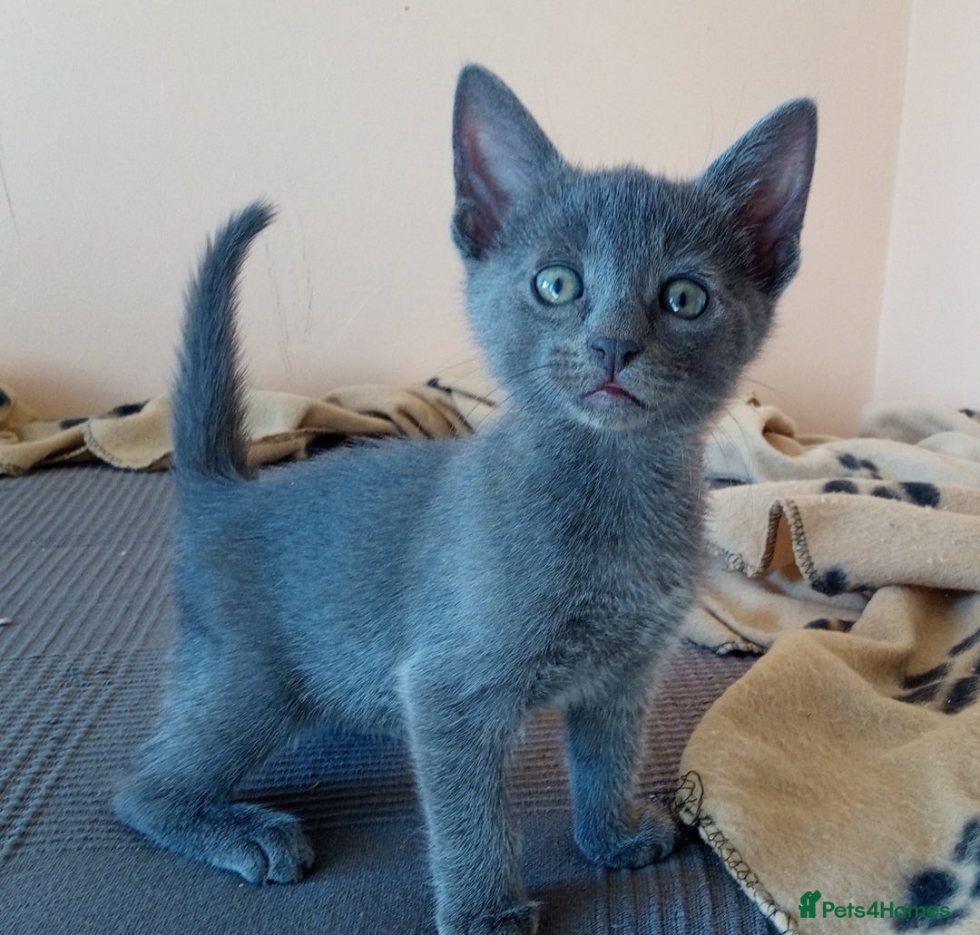 Russian Blue cats for sale: Russian Blue Kittens - 2 Boys left - Image 8