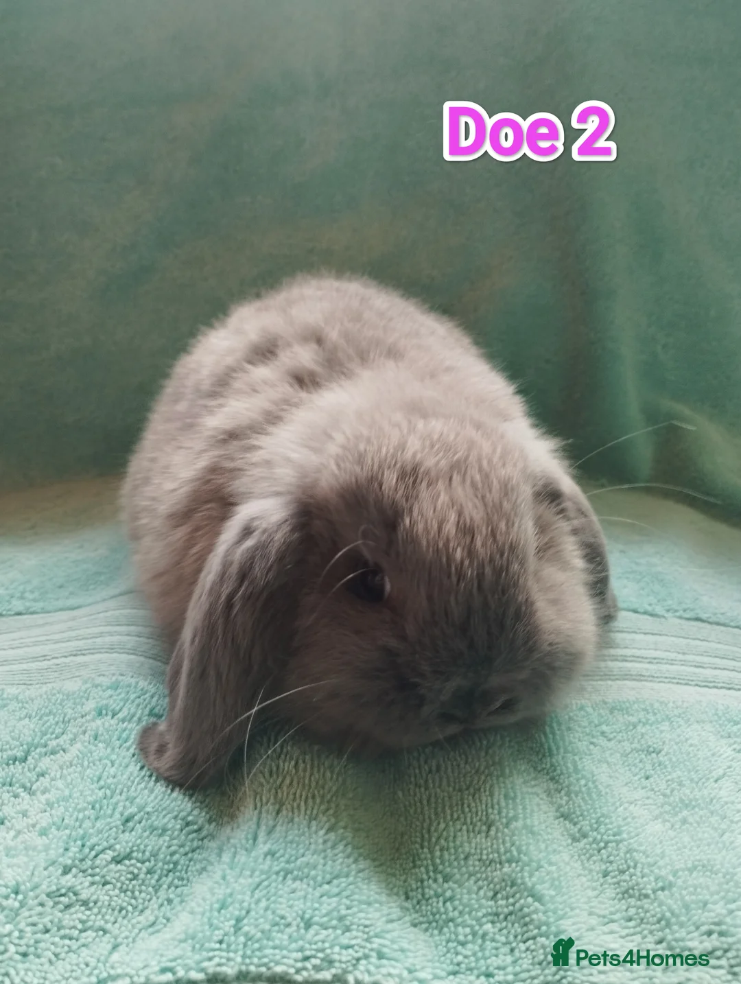 Mini Lop rabbits for sale: 5 Mini Lop Doe's looking for homes 🥰 - Advert 3