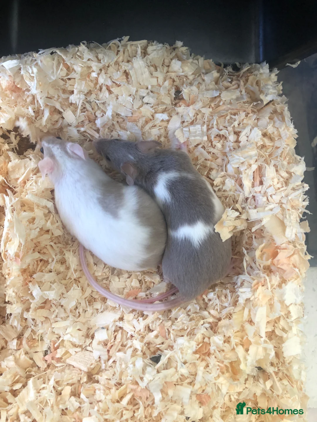 Mouse rodents for sale: Pet only fancy mice for sale - Advert 5