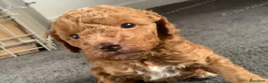 Miniature Poodle 3