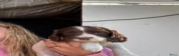 English Springer Spaniel dogs for sale: Beautiful springer spaniel puppies  - Advert 6