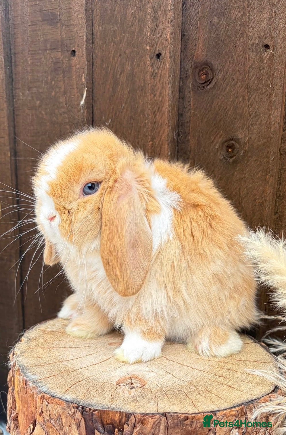 Mini Lop rabbits  Mini Lops - Advert 13