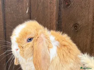 Mini Lop rabbits Mini Lops - Advert 3