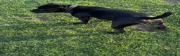 Staffordshire Bull Terrier dogs for sale: Black KC Reg/Health Tested Staffordshire Puppies. - Advert 33