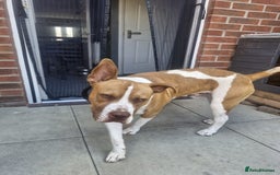 Mixed Breed dogs for sale: MALE FOR REHOMING - Image 5