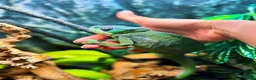 Chameleon reptiles for sale: Guardian The Chameleon in Llanfairpwllgwyngyll - Advert 8