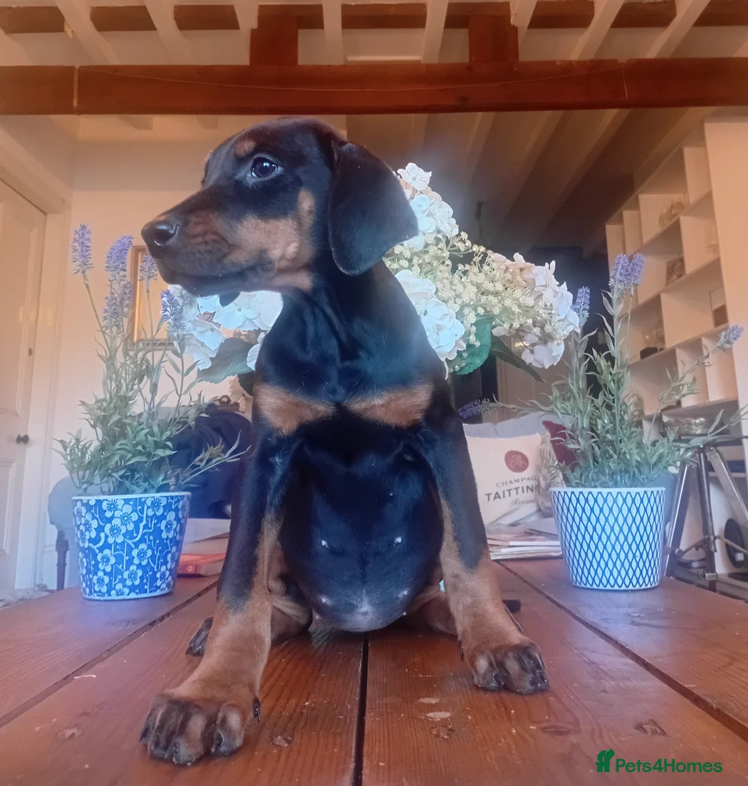 Dobermann dogs for sale: Stretford Dobermans pure bred large Dobermans  - Advert 4
