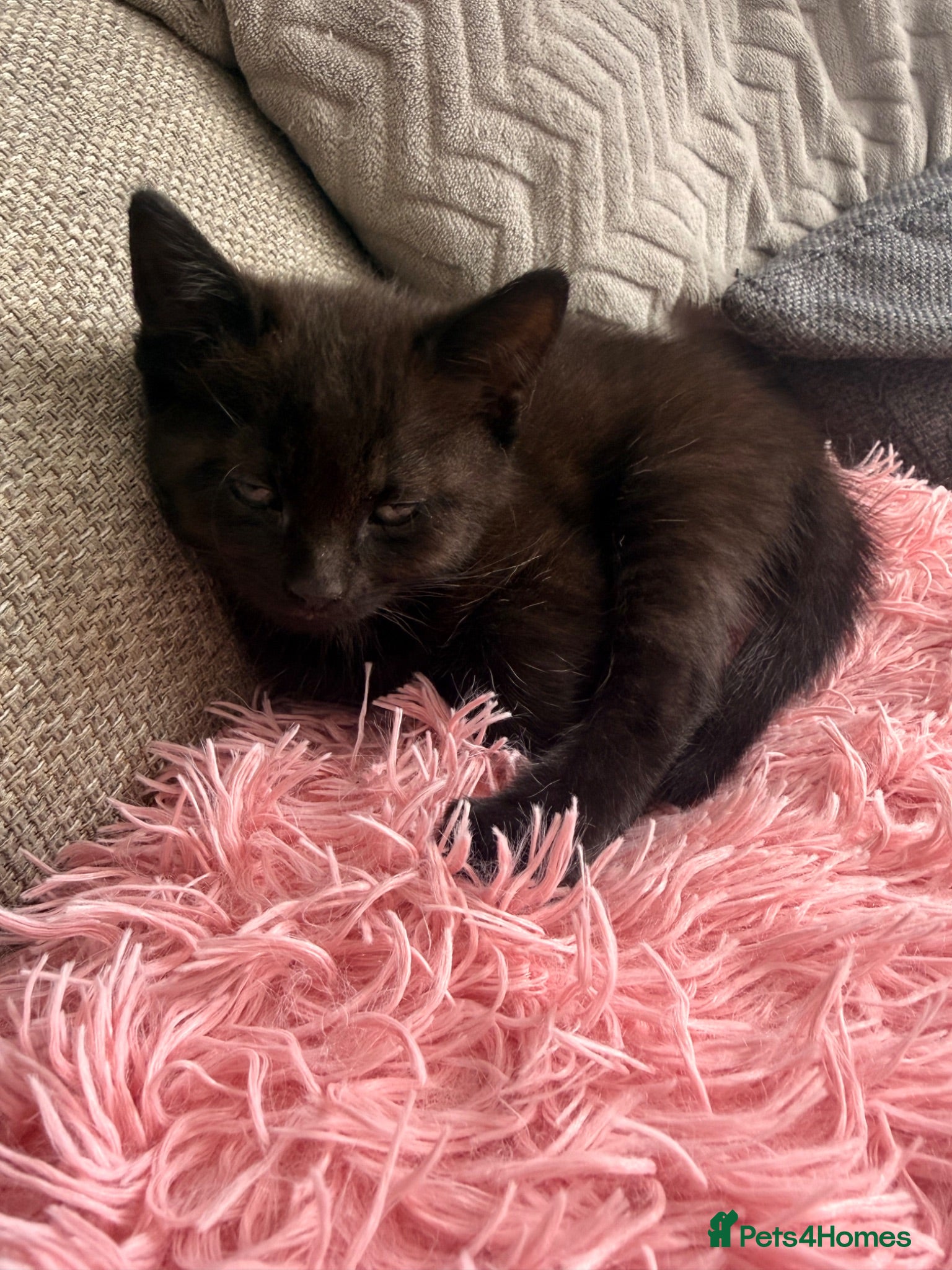 Mixed Breed cats 3 gorgeous playful little ones  - Advert 8
