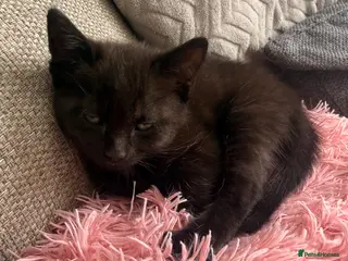 Mixed Breed cats 3 gorgeous playful little ones - Advert 8